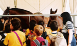 Feria del caballo